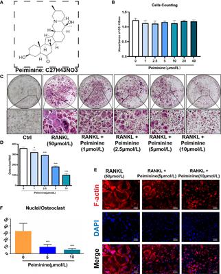 Peiminine Suppresses RANKL-Induced Osteoclastogenesis by Inhibiting the NFATc1, ERK, and NF-κB Signaling Pathways